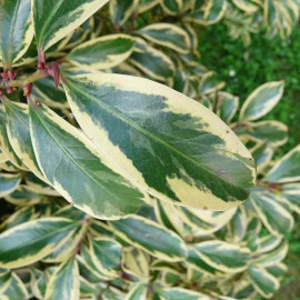 Cleyera japonica 'Variegata' - Eurya Tricolore