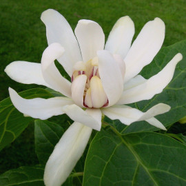 Calycanthus x raulstonii 'Venus' - Calycanthe hybride blanc