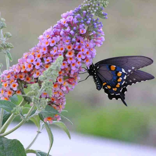 Buddleia weyeriana 'Bicolor' - Arbre aux papillons - Buddleja de Weyer 2 couleurs.