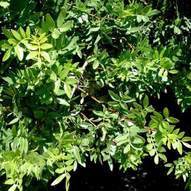 Pistacia lentiscus - Pistachier lentisque - Arbre à mastic