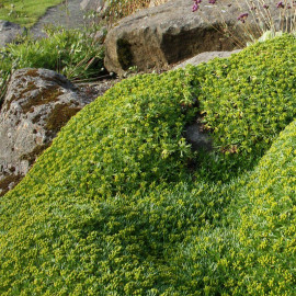 Azorella trifurcata - Coussin des Andes - Azorelle jaune