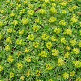Azorella trifurcata - Coussin des Andes - Azorelle jaune
