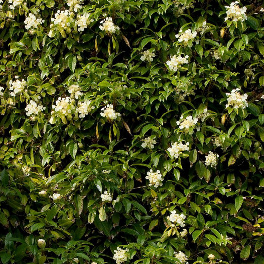 Hydrangea seemanii - Hortensia grimpant persistant