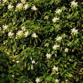 Hydrangea seemanii - Hortensia grimpant persistant