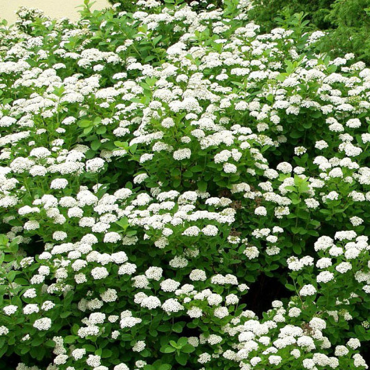 Spiraea betulifolia 'Tor' - Spirée blanche à feuilles de Bouleau