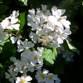 Rosa multiflora 'Inermis' - Rose sans épines - Rosier grimpant