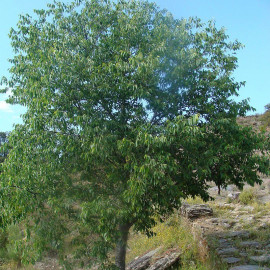 Celtis australis - Micocoulier de Provence