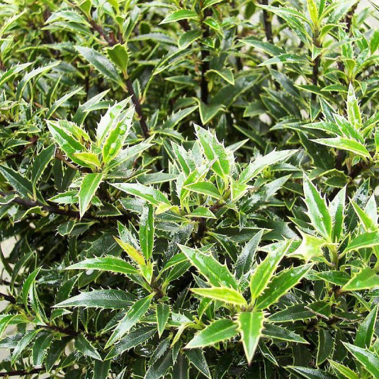 Ilex aquifolium 'Myrtifolia' - Houx à feuilles de Myrte