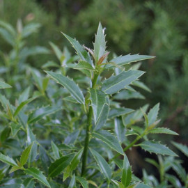 Ilex aquifolium 'Myrtifolia' - Houx à feuilles de Myrte