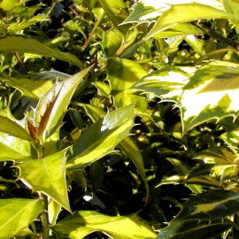 Ilex aquifolium 'Myrtifolia Aureomaculata' - Houx à feuilles de Myrte panaché