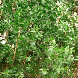 Ruscus aculeatus - Fragon petit houx - Fragonnette à baies rouges