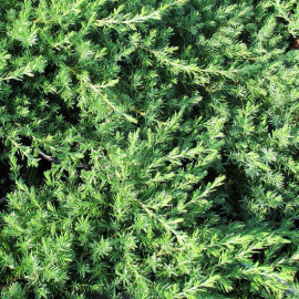 Juniperus conferta 'Blue Pacific' - Genévrier couvre-sol bleu vert