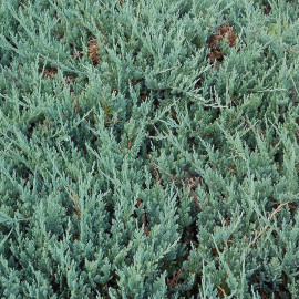Juniperus horizontalis 'Blue Chip' - Genévrier horizontal bleu