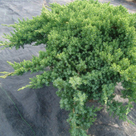 Juniperus procumbens 'Nana' - Genévrier nain rampant