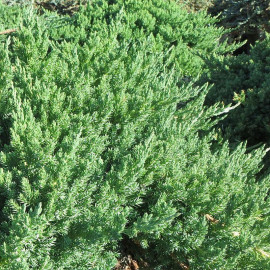 Juniperus procumbens 'Nana' - Genévrier nain rampant