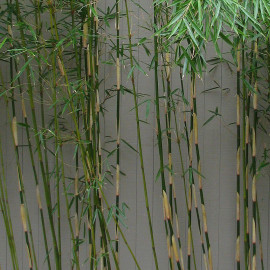 Fargesia robusta 'Pingwu' - Bambou non-invasif