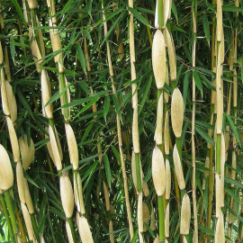 Fargesia robusta 'Pingwu' - Bambou non-invasif