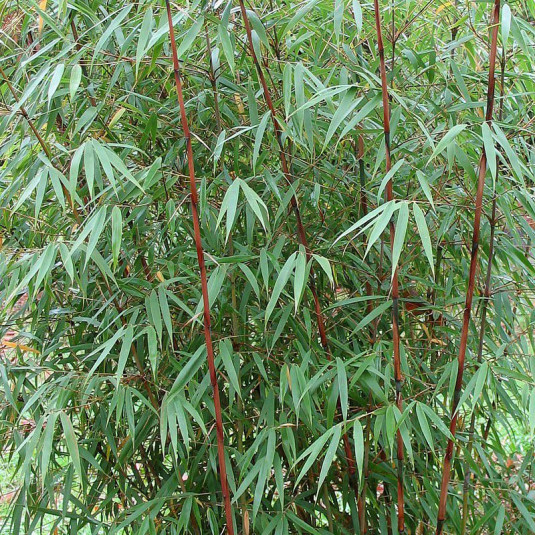 Fargesia scabrida 'Asian Wonder' - Bambou à canne colorée