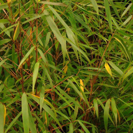 Fargesia scabrida 'Asian Wonder' - Bambou à canne colorée