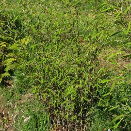 Fargesia nitida 'Trifina Black' - Bambou non-traçant à chaume noire