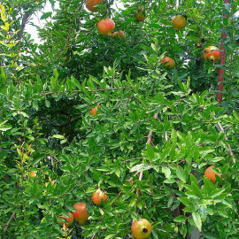 Punica granatum 'Fina Tendral' - Grenadier fruit