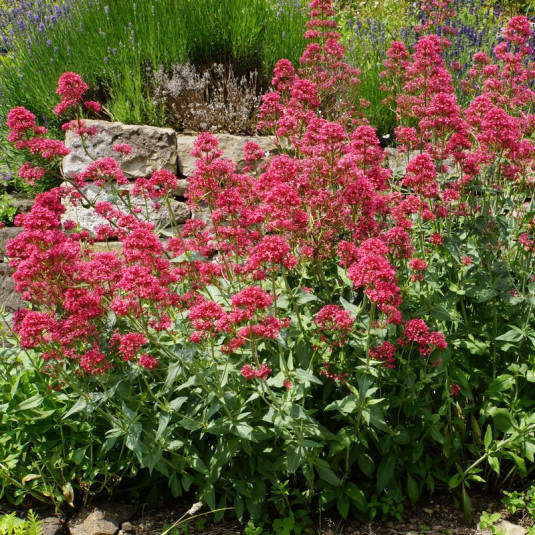 Centranthus ruber 'Rosenrot' - Valériane rose rouge
