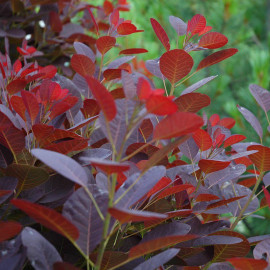 Cotinus coggygria 'Rubrifolia' - Arbre à perruques rouge