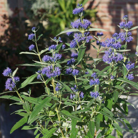 Caryopteris clandonensis 'Blue Empire'® - Barbe-bleue à grande fleur