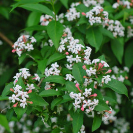 Abelia mosanensis - Abélia flagrant parfumé