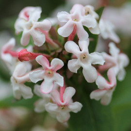 Abelia mosanensis - Abélia flagrant parfumé