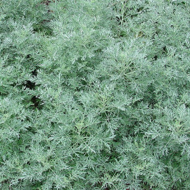 Artemisia x 'Powis Castle' - Armoise arborescente