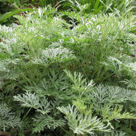 Artemisia x 'Powis Castle' - Armoise arborescente