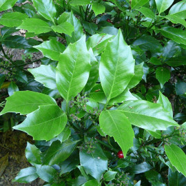 Aucuba japonica 'Rozanie' - Aucuba du Japon à baies rouges