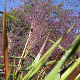 Eragrostis spectabilis - Herbe d'Amour violette