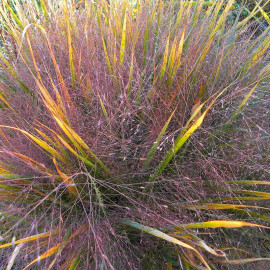Eragrostis spectabilis - Herbe d'Amour violette