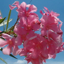Nerium oleander 'Atlas' - Laurier rose à fleurs simples