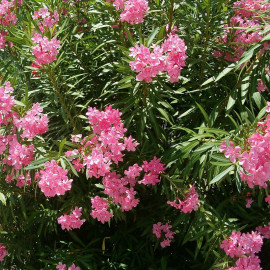 Nerium oleander 'Atlas' - Laurier rose à fleurs simples