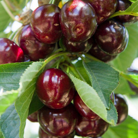 Cerisier Bigarreau 'Reverchon' - Prunus cerasus - Cerise noire