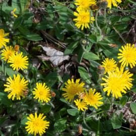Hieracium pilosella - Epervière - Piloselle jaune