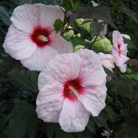 Hibiscus Carrousel® 'Joli Coeur' - Hibiscus géant blanc cœur rouge