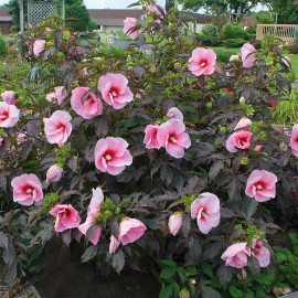 Hibiscus Carrousel® 'Pink Candy' - Hibiscus géant rose