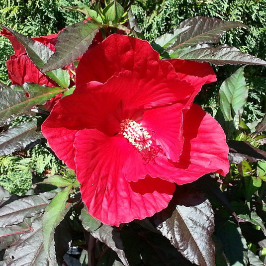 Hibiscus Carrousel® 'Red Wine' - Hibiscus géant rouge