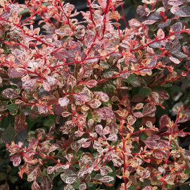 Berberis thunbergii 'Harlequin' - Vinettier rose - Epine-vinette panaché