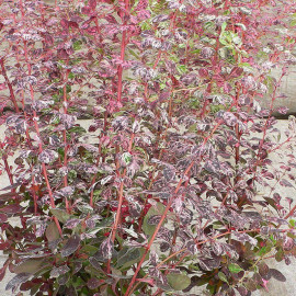 Berberis thunbergii 'Harlequin' - Vinettier rose - Epine-vinette panaché