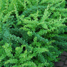 Berberis thunbergii 'Green Carpet' - Epine-vinette rampante
