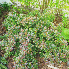 Berberis thunbergii 'Green Carpet' - Epine-vinette rampante