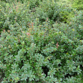 Berberis buxifolia 'Nana' - Epine-vinette à feuilles de Buis - Vinettier nain 