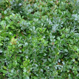 Berberis buxifolia 'Nana' - Epine-vinette à feuilles de Buis - Vinettier nain 