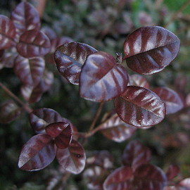Lophomyrtus ralphii 'Purpurea' - Lophomyrte pourpre
