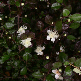 Lophomyrtus ralphii 'Purpurea' - Lophomyrte pourpre